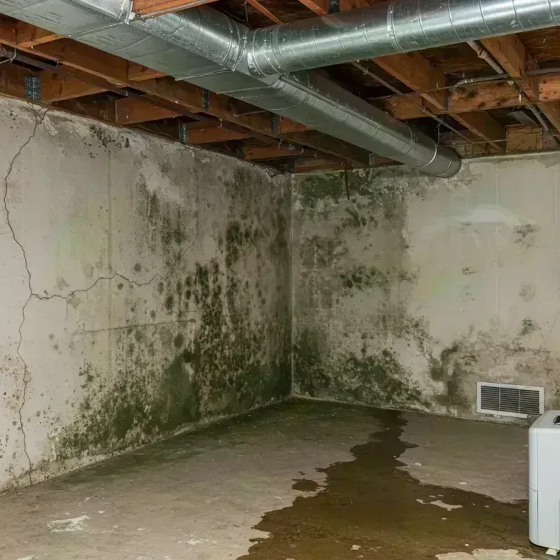 Professional Mold Removal in Western Springs, IL